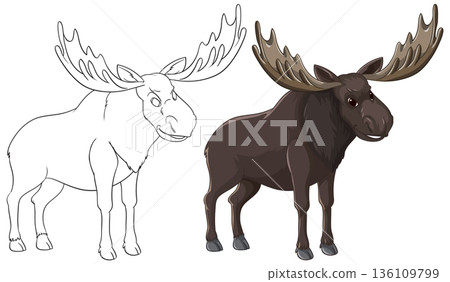 Bull Moose Vector Illustration in Color and Line Art Outline 136109799