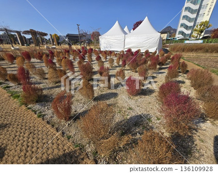 seoul autumn square 136109928