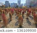 seoul autumn square 136109930