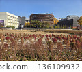 seoul autumn square 136109932