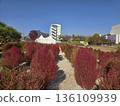 seoul autumn square 136109939