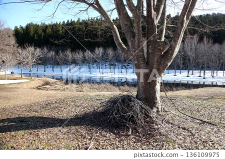 The forest where the snow has begun to melt The forest where the snow has begun to melt 136109975