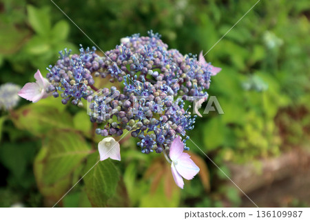 Hydrangea hydrangea 136109987