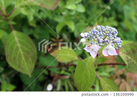 Hydrangea hydrangea Hydrangea hydrangea 136109990