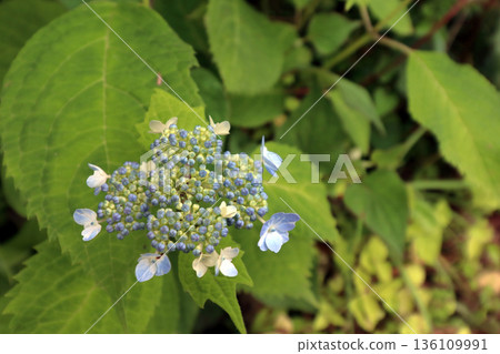 Hydrangea hydrangea 136109991
