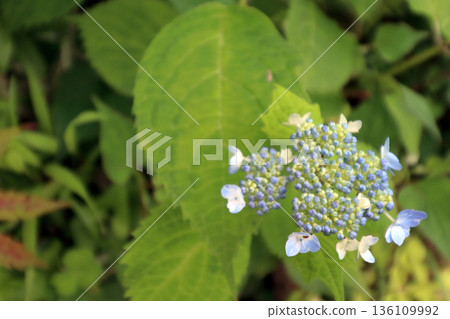 Hydrangea hydrangea Hydrangea hydrangea 136109992