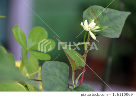 Double Houttuynia cordata Double Houttuynia cordata 136110009