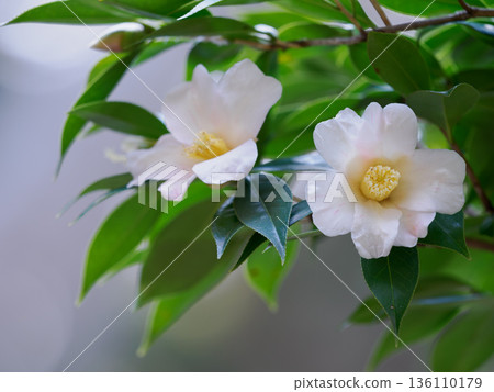 美麗的單瓣山茶花 美麗的單瓣山茶花 136110179