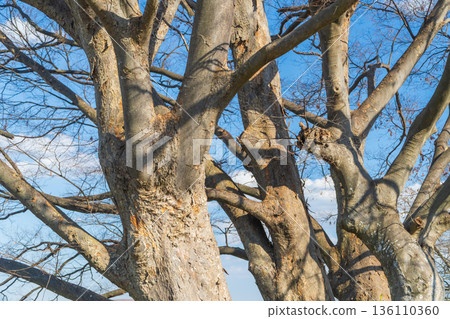 Zelkova行李箱 136110360