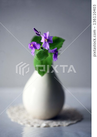 室內欣賞紫色哈納納 136110403