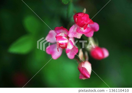 朝綾瀨的紅花 朝綾瀨的紅花 136110410