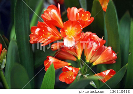 昆西蘭花 昆西蘭花 136110418