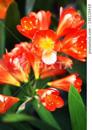 Kunsiran flowers Kunsiran flowers 136110419