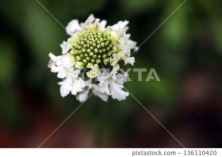 Scabiosa flowers beginning to open Scabiosa flowers beginning to open 136110420