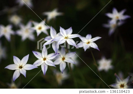 白色Hananyla花 白色Hananyla花 136110423