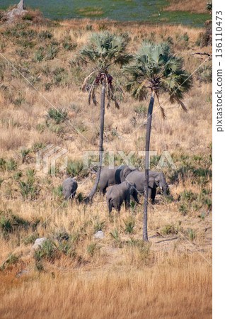 Aerial shot of an Elephant rubbing its head against a palm tree 136110473