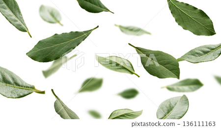 Elegant floating herbs in bright studio setting. Fresh bay leaves delicately floating on white surface creating natural culinary aesthetic 136111163