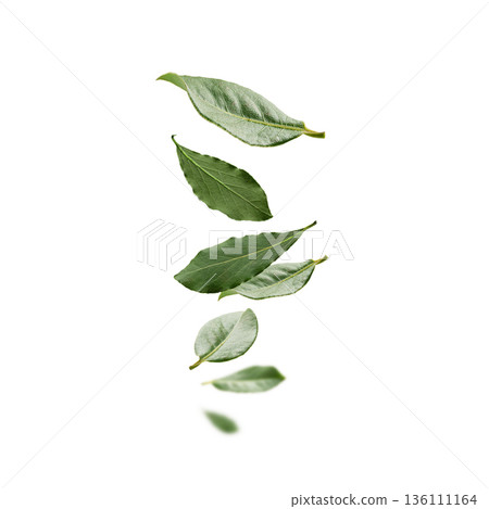 Floating herbs on bright background. Crisp studio lighting captures levitating herbs emphasizing natural textures and culinary appeal 136111164