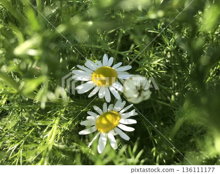 Chamomile Chamomile 136111177