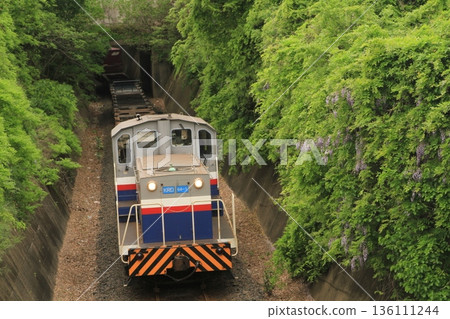 Wisteria flowers and freight train Wisteria flowers and freight train 136111244