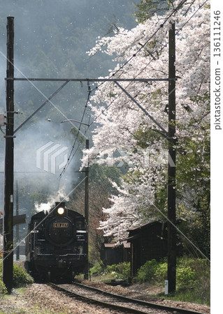 櫻花和蒸汽機車 136111246
