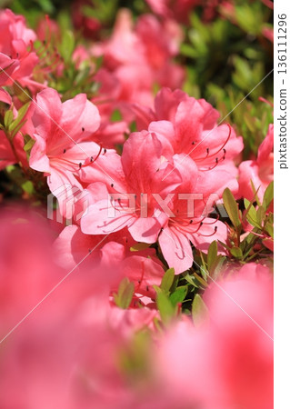 Satsuki azalea in full bloom Satsuki azalea in full bloom 136111296