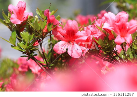 Satsuki azalea in full bloom Satsuki azalea in full bloom 136111297