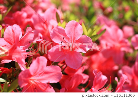 Satsuki azalea in full bloom Satsuki azalea in full bloom 136111300