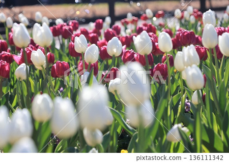Ice tulip flowers bloomed in January 136111342