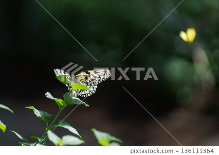 蝴蝶在多摩動物園昆蟲館的綠蔭間翩翩起舞 136111364