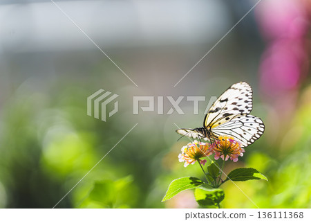 蝴蝶在多摩動物園昆蟲館的綠蔭間翩翩起舞 136111368