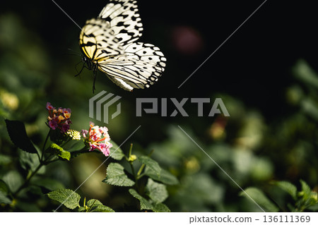 蝴蝶在多摩動物園昆蟲館的綠蔭間翩翩起舞 136111369