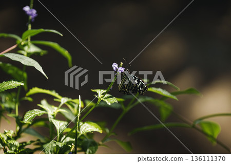 一隻小小的栗蝶在多摩動物園昆蟲館的綠葉叢中翩翩起舞。 136111370