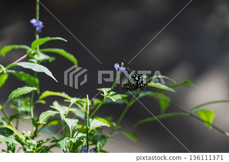 一隻小小的栗蝶在多摩動物園昆蟲館的綠葉叢中翩翩起舞。 136111371