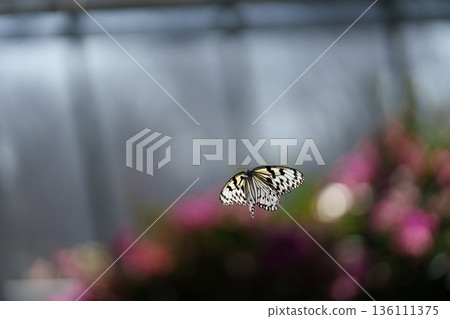 蝴蝶在多摩動物園昆蟲館的綠蔭間翩翩起舞 136111375