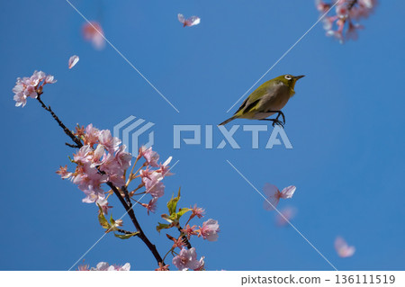 一隻繡眼鳥從櫻花枝頭飛起。 一隻繡眼鳥從櫻花枝頭飛起。 136111519
