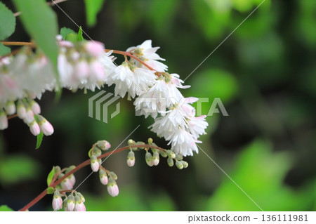 Sarasa Tsugi in full bloom 136111981