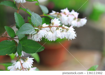Sarasa Tsugi in full bloom 136111982