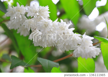 Sarasa Tsugi in full bloom 136111985