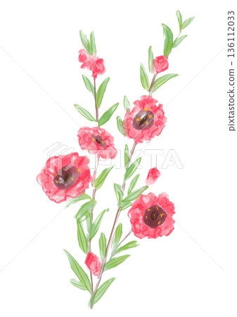 Hand-painted watercolor illustration of blooming Leptospermum sieboldii flowers Hand-painted watercolor illustration of blooming Leptospermum sieboldii flowers 136112033