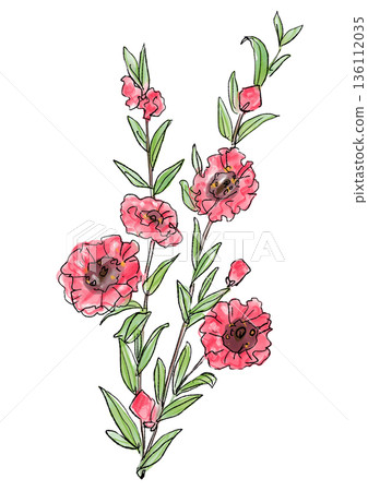 手繪線條水彩插圖，描繪了盛開的西伯利亞白千層花（Leptospermum sieboldii） 136112035