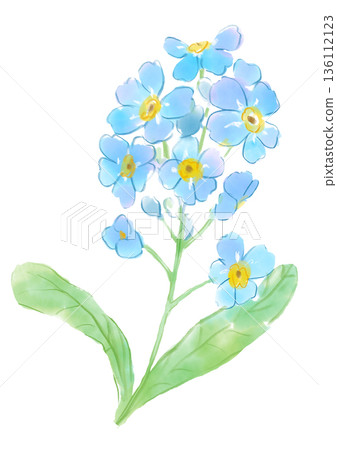 溫柔的手繪水彩插畫，描繪了盛開的勿忘我花。 136112123
