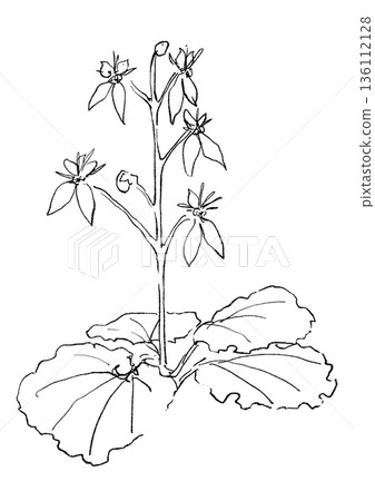 手繪線條藝術插圖,描繪了盛開的虎耳草花。 手繪線條藝術插圖,描繪了盛開的虎耳草花。 136112128
