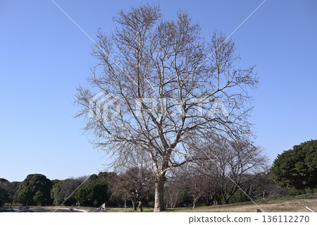 晴空萬裡，枯樹凋零。 136112270