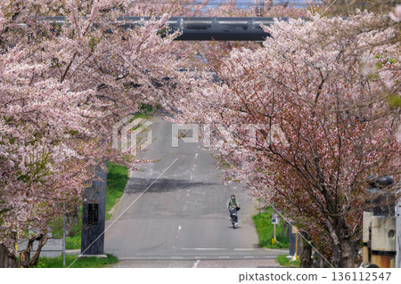 北海道岩內町岩內神社參道櫻花盛開【5月】 北海道岩內町岩內神社參道櫻花盛開【5月】 136112547