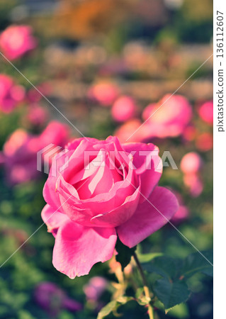 pink roses blooming in the rose garden 136112607