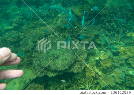 blue water, ocean, sea 136112929