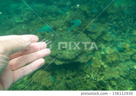 hand, coral, bottom of the ocean 136112930
