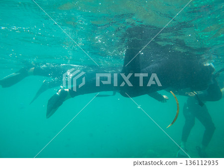 snorkeling, in the sea, fish 136112935