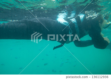 in the sea, younger, baby boy 136112936